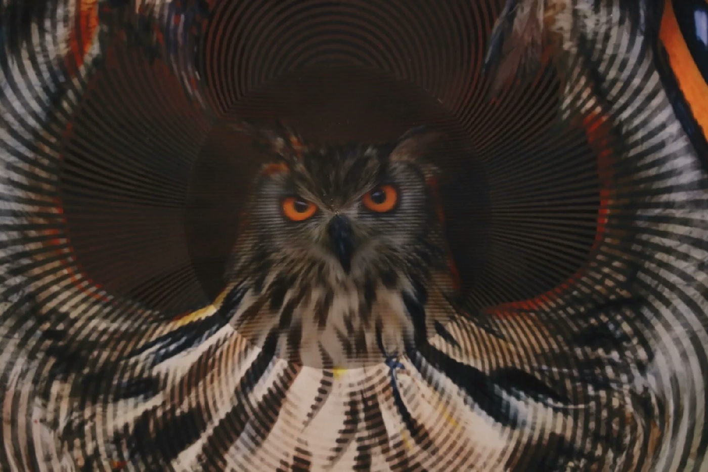 Owl: I see, I see — Owl_Cone_Anamorph_Jonty_Hurwitz_5.jpg