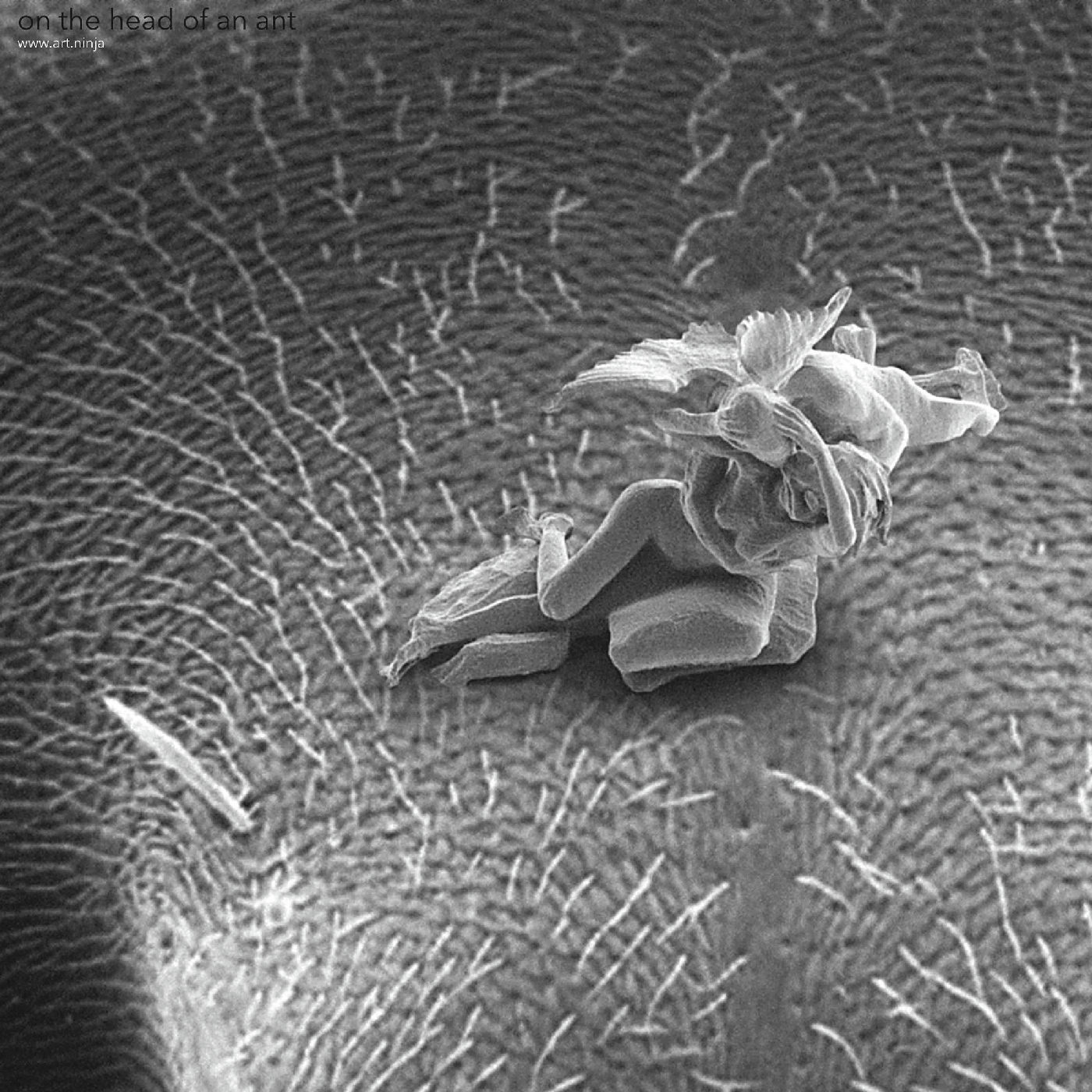 Cupid and Psyche: Second Kiss — Cupid-ant-insect-2-heavenly-01.jpg