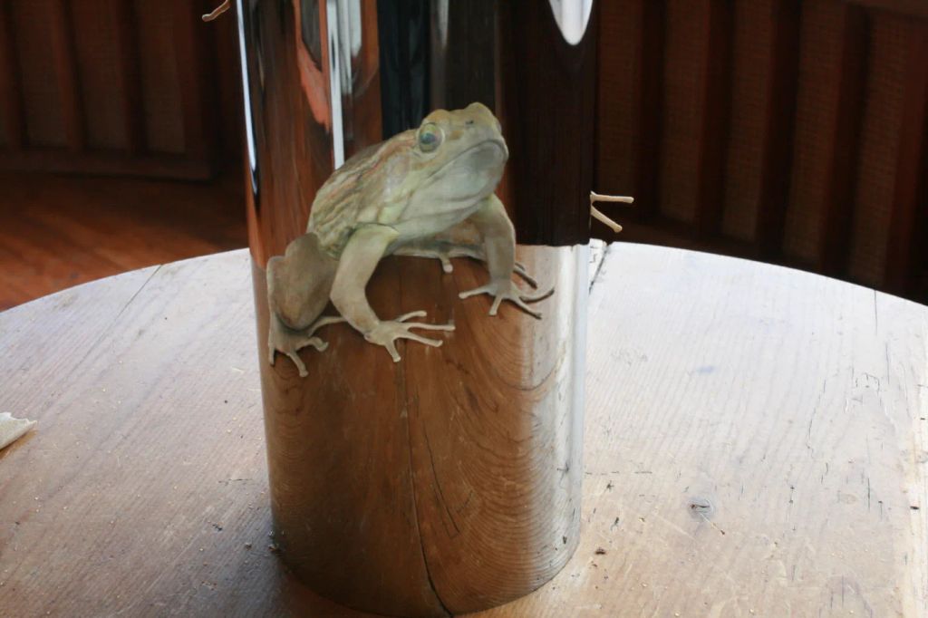 Kiss of Chytrid (with the kiss) — Jonty_Hurwitz_Chytrid_8.JPG