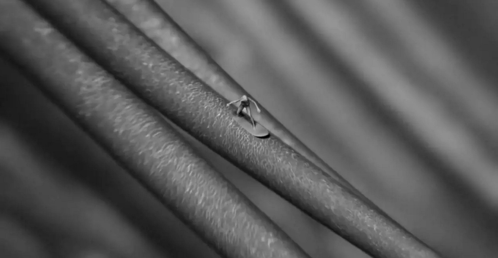 Eyelash Surfer — Eyelash Surfer Jonty Hurwitz and Yifat Davidoff 2.png