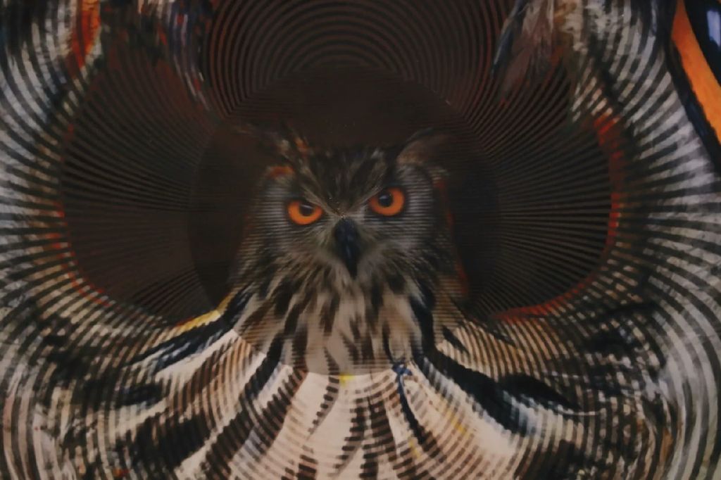 Owl: I see, I see — Owl_Cone_Anamorph_Jonty_Hurwitz_5.jpg