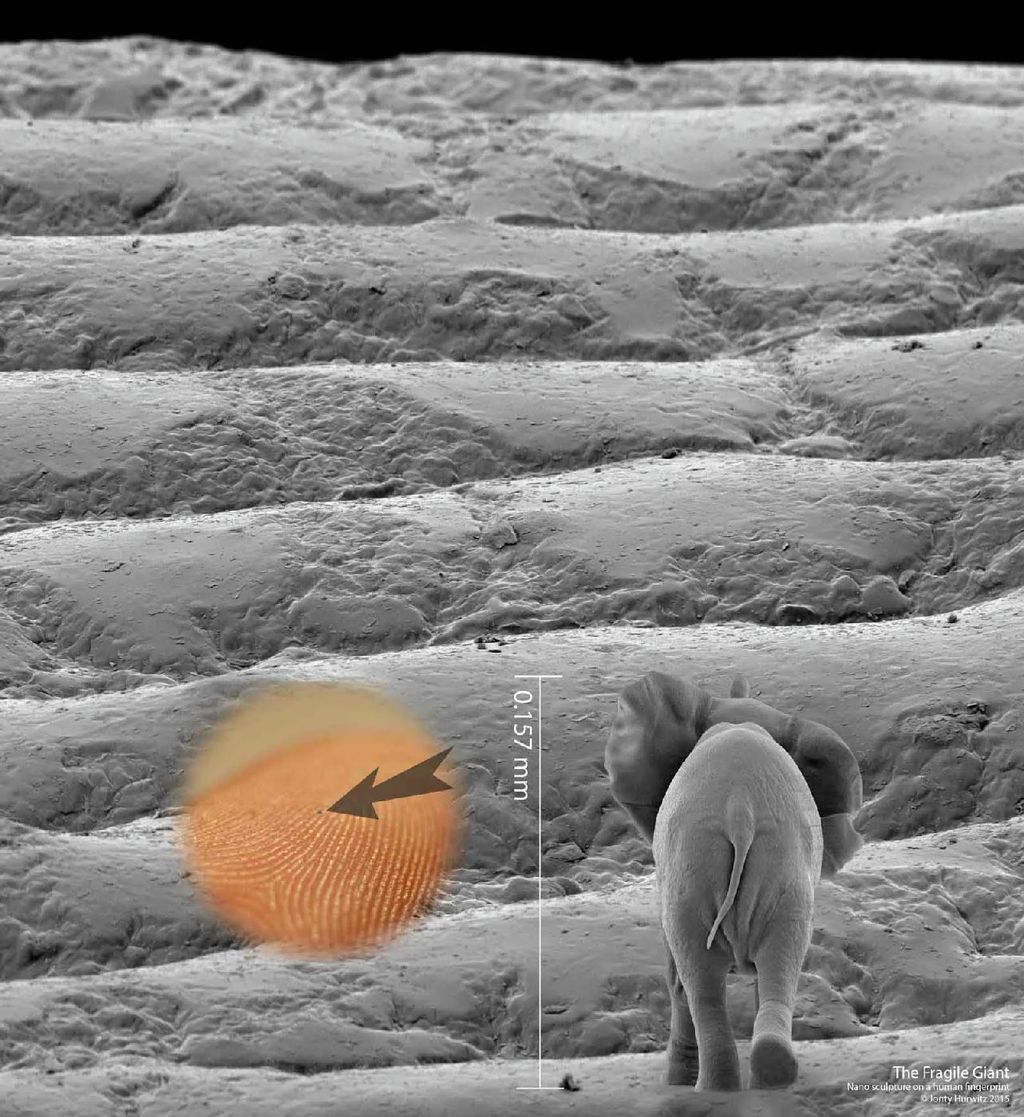 Fragile Giant — Nano-sculpture-scale.jpeg