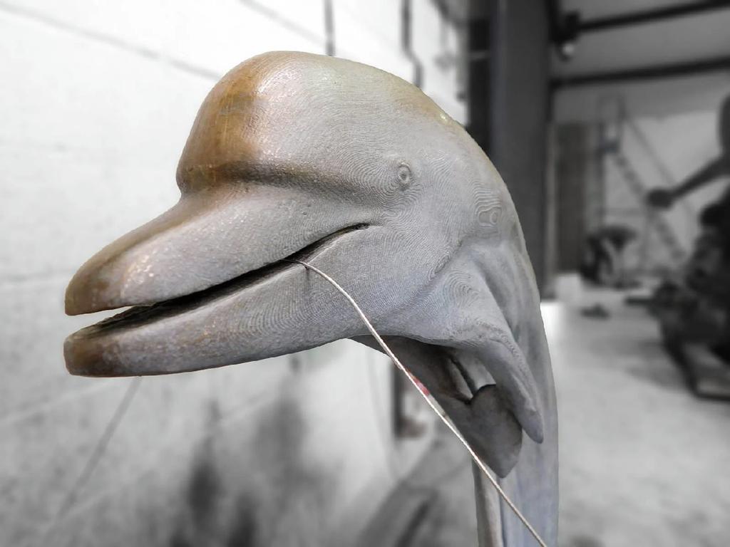 Conciseness (dolphin) — Dolphin-Jonty-Hurwitz-4.jpg