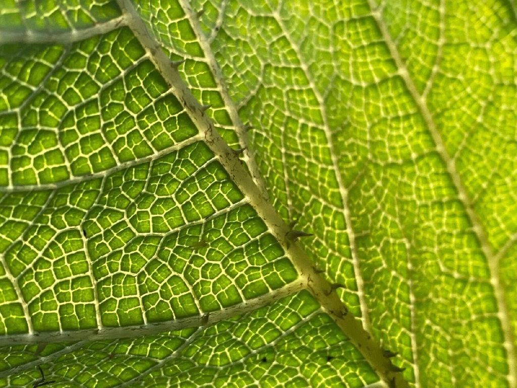 African Mask: Gunnera — image-asset.jpeg