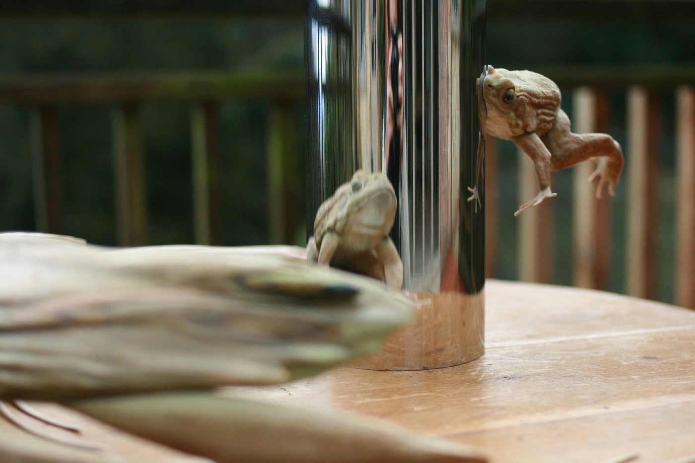 Jonty Hurwitz & Yifat Davidoff, Kiss of Chytrid (with the kiss), Sandstone And Steel, 2008